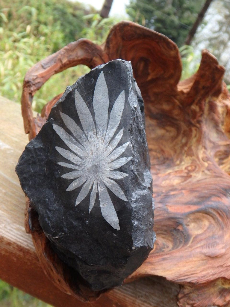 Pretty Natural Flower Design! Chrysanthemum Stone Specimen - Earth Family Crystals