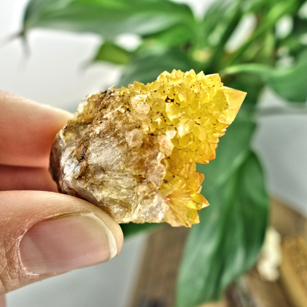 Sparkling Natural Golden Citrine Spirit Quartz Point From South Africa4 - Earth Family Crystals