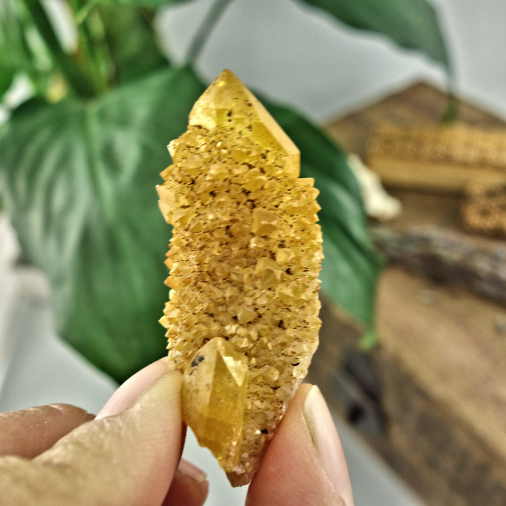 Sparkling Natural Golden Citrine Spirit Quartz Point From South Africa1 - Earth Family Crystals