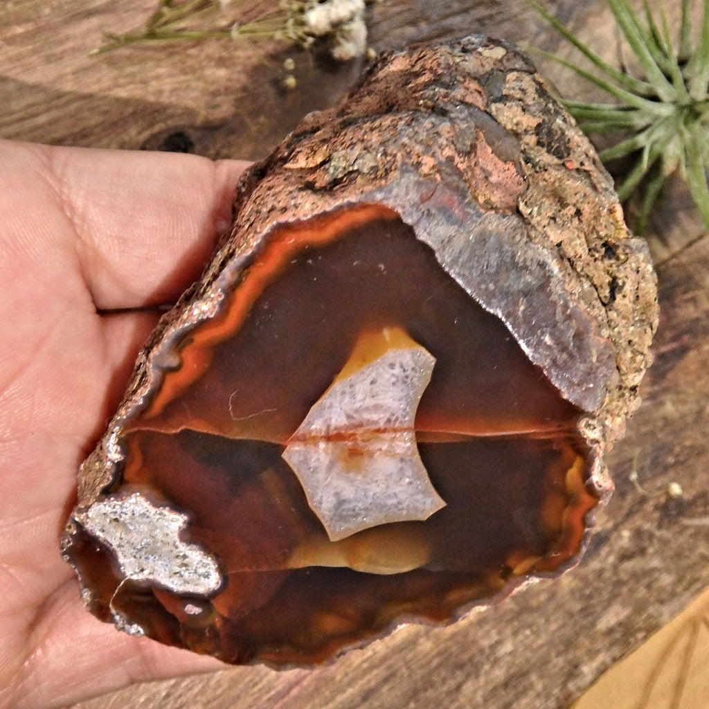 Patagonia Condor Agate Partially Polished Display Specimen 1 - Earth Family Crystals