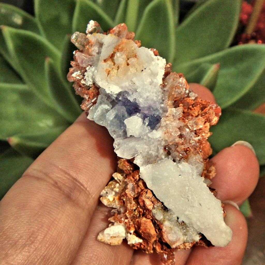 Sparkling Raw Orange Spiky Creedite & Fluorite Crusted Specimen From Mexico - Earth Family Crystals