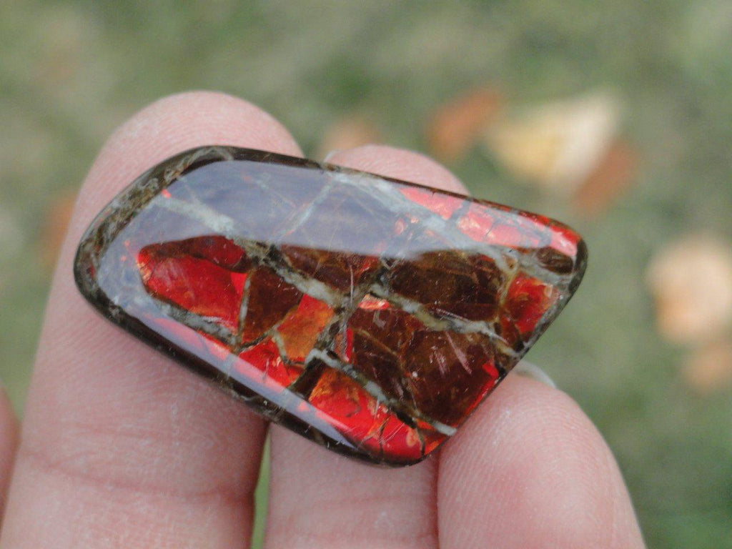 Rare! Canadian Flashy RED AMMMOLITE CABOCHON - Earth Family Crystals