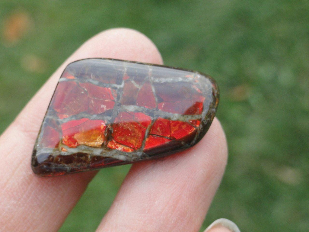 Rare! Canadian Flashy RED AMMMOLITE CABOCHON - Earth Family Crystals