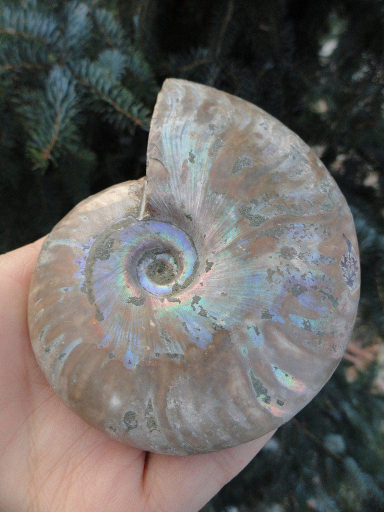 Large NATURAL RAINBOW COMPLETE AMMONITE FOSSIL* - Earth Family Crystals