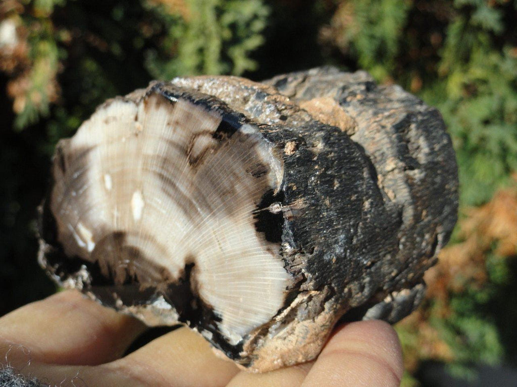 California PETRIFIED WOOD With One Side Polished - Earth Family Crystals