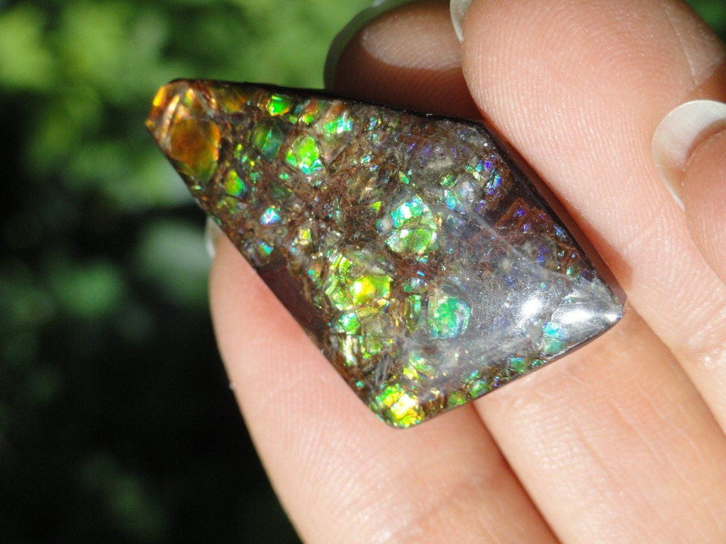 AMMOLITE CABOCHON From Alberta - Earth Family Crystals