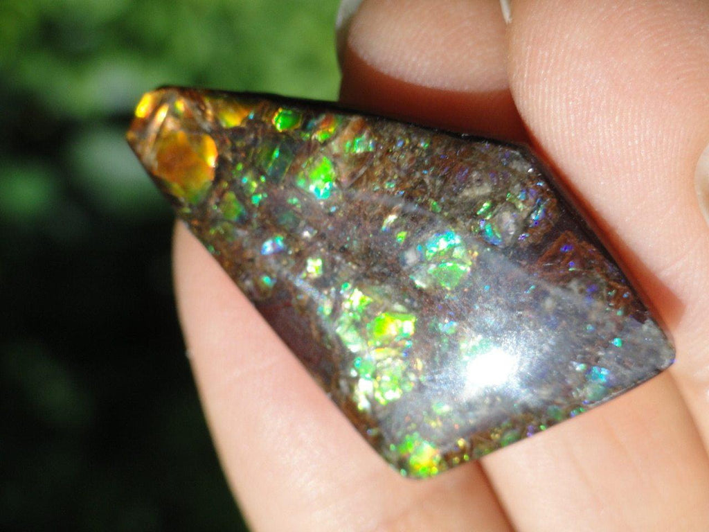 AMMOLITE CABOCHON From Alberta - Earth Family Crystals