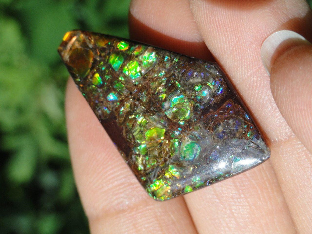 AMMOLITE CABOCHON From Alberta - Earth Family Crystals
