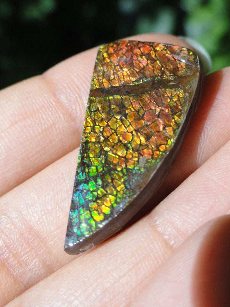 AMMOLITE CABOCHON - PERFECT TO WIRE WRAP - Earth Family Crystals