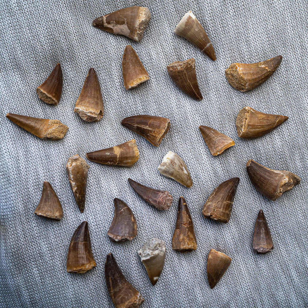 Medium Size Prognathodon Fossils From Morocco ~ Evolution and Grounding - Earth Family Crystals