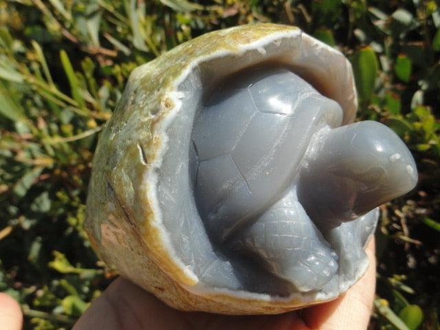 Incredible BLUE AGATE TURTLE CARVING IN HATCHING EGG - Earth Family Crystals