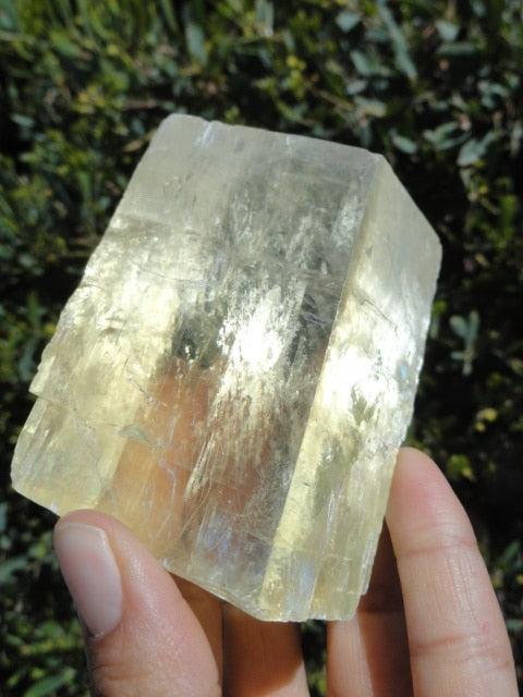 Jumbo Light Filled Golden OPTICAL CALCITE SPECIMEN - Earth Family Crystals