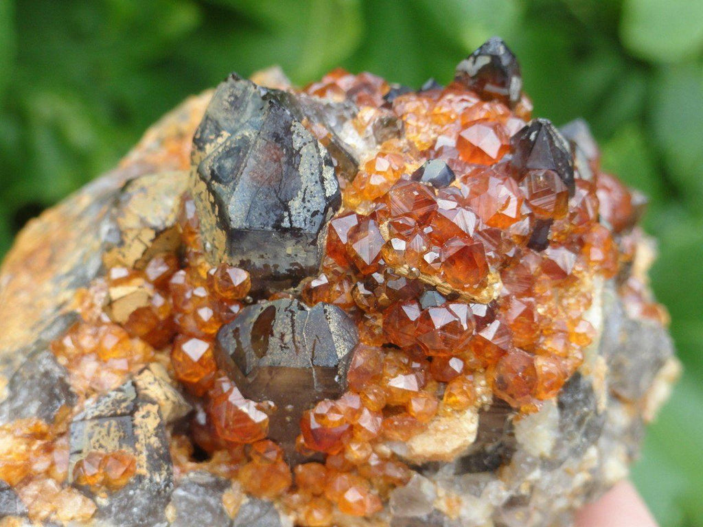 Orange SPESSARTINE GARNET on Dark SMOKY QUARTZ * - Earth Family Crystals