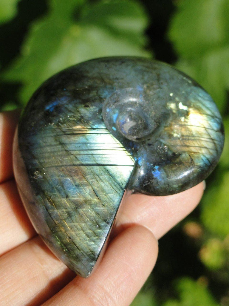 LABRADORITE Ammonite Carving - Earth Family Crystals