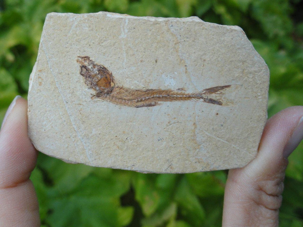 FISH FOSSIL From Brazil - Earth Family Crystals