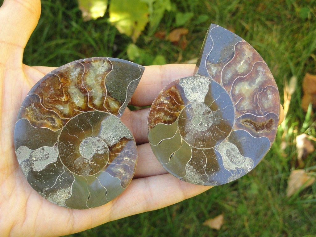 Large Matching AMMONITE SET From Madagascar - Earth Family Crystals