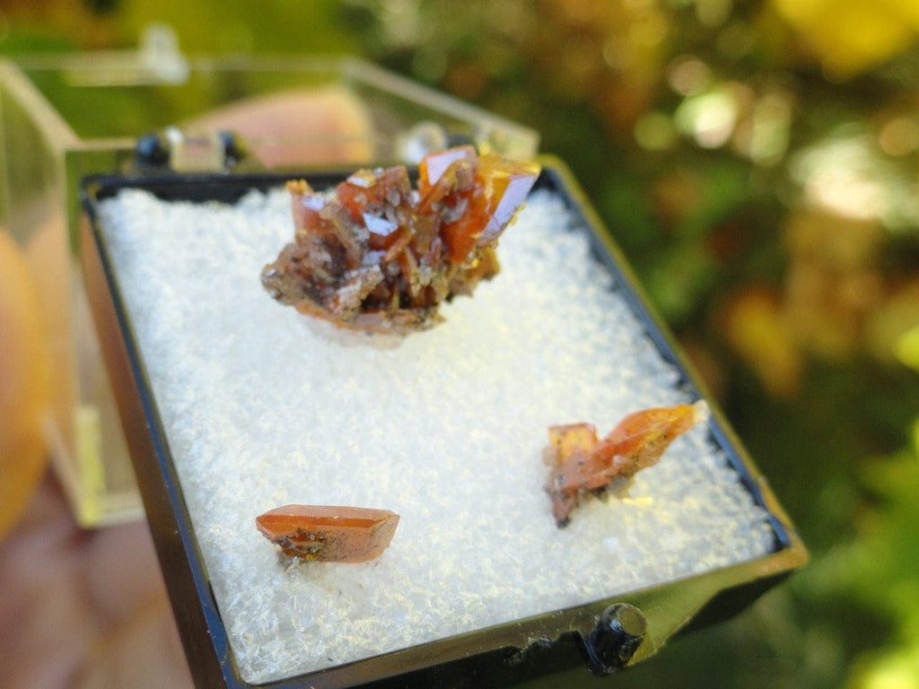 WULFENITE From Red Cloud Mine, AZ In Collectors Box - Earth Family Crystals