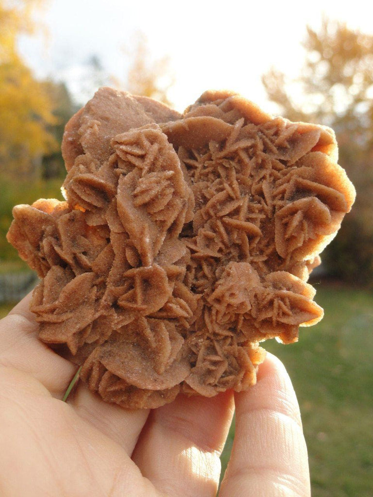 Brown Desert Rose Cluster - Earth Family Crystals