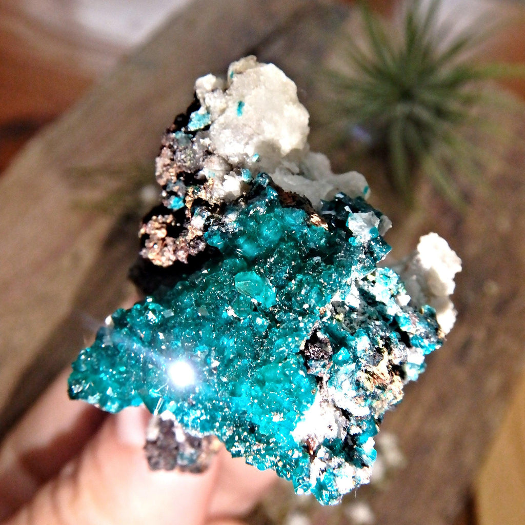 Fabulous Deep Turquoise Green Dioptase Collectors Specimen From Namibia - Earth Family Crystals
