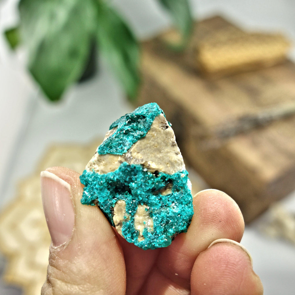 Rare Druzy Dioptase Dainty Collectors Specimen - Earth Family Crystals