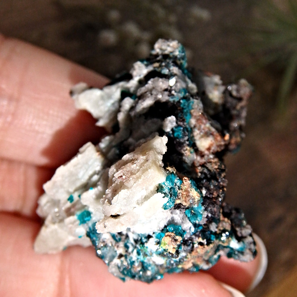 Fabulous Deep Turquoise Green Dioptase Collectors Specimen From Namibia - Earth Family Crystals