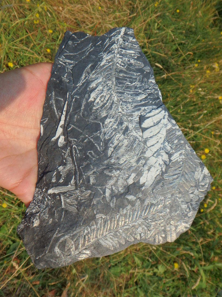 XL Interesting One of a Kind Fern Fossil Specimen - Earth Family Crystals