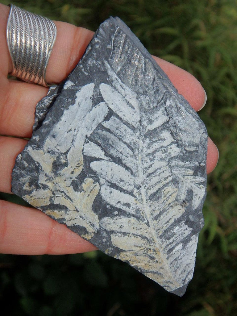 Interesting Fern Fossil Natural Specimen - Earth Family Crystals
