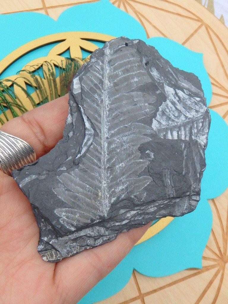 Ancient Fern Fossil Specimen - Earth Family Crystals
