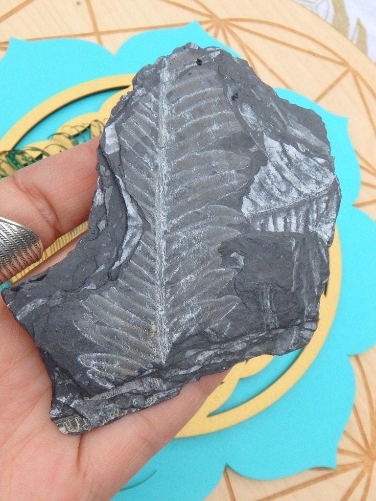 Ancient Fern Fossil Specimen - Earth Family Crystals