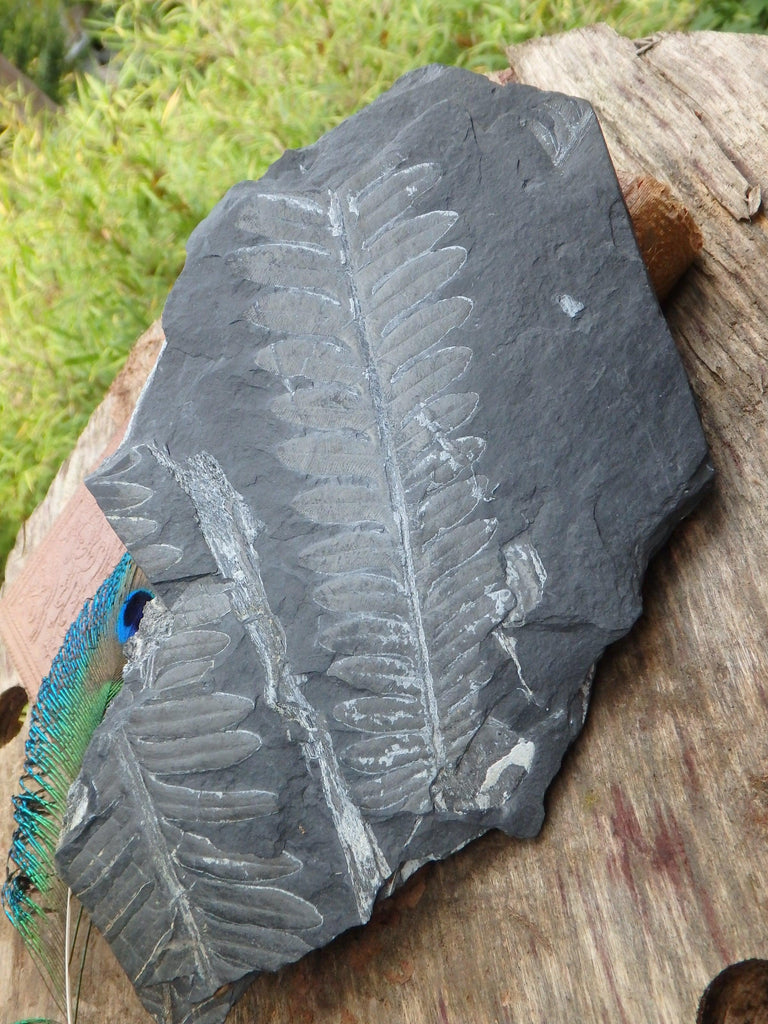 Xl Gorgeous Fern Fossil Display Specimen - Earth Family Crystals