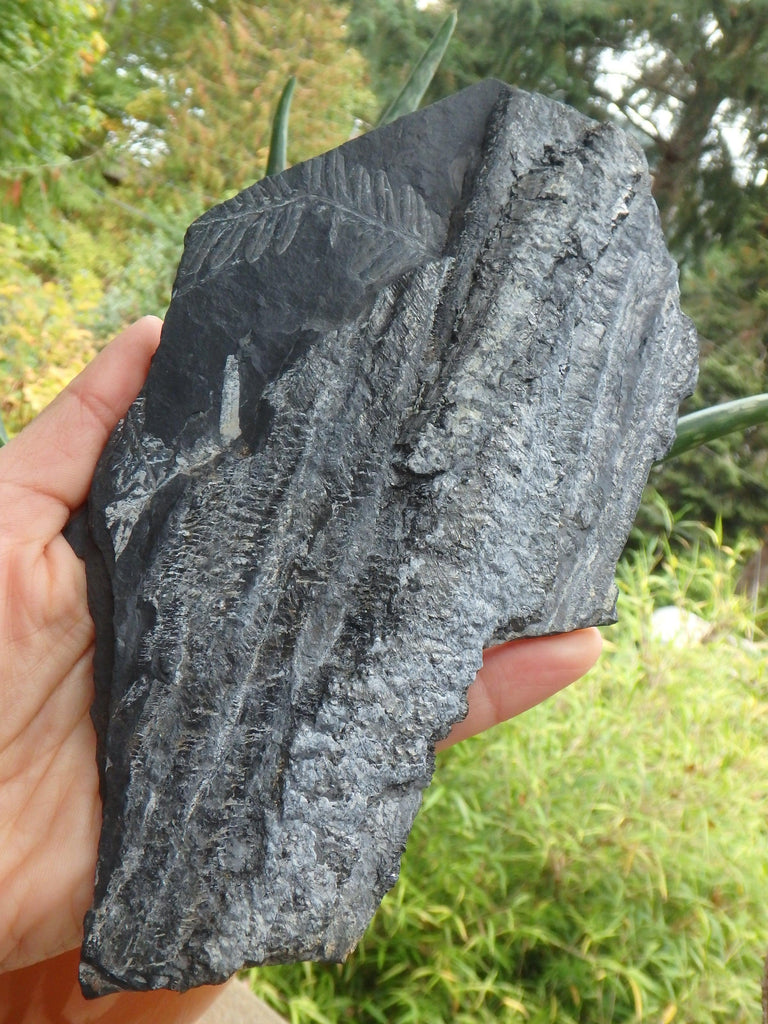 Xl Gorgeous Fern Fossil Display Specimen - Earth Family Crystals