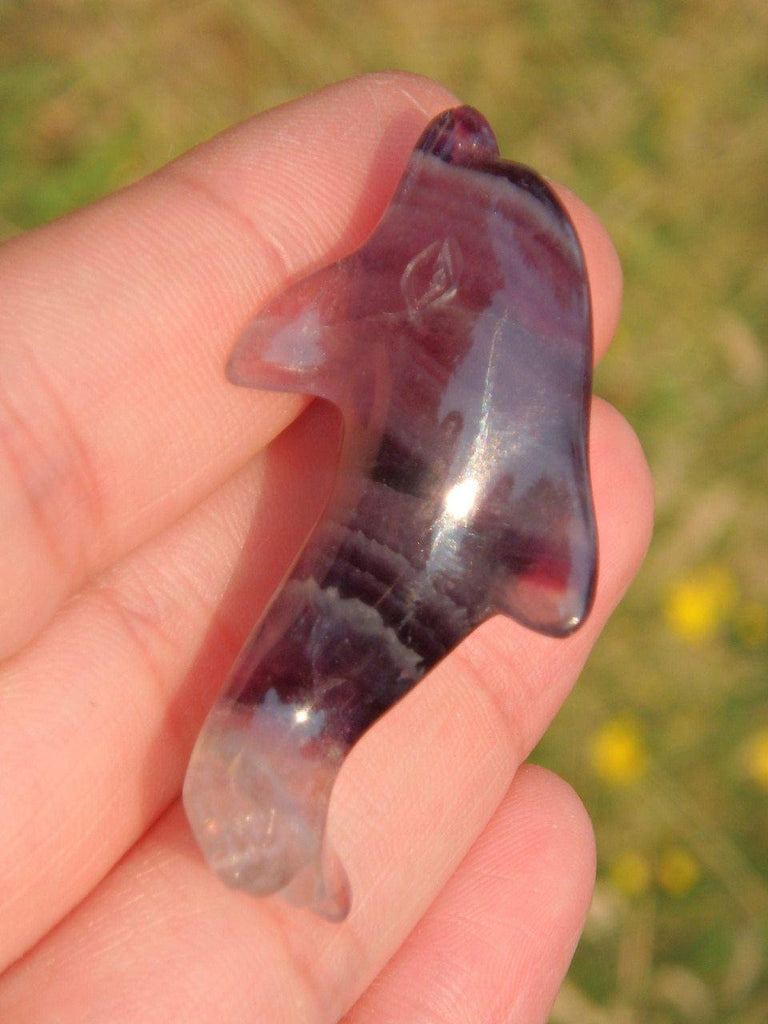 Adorable Fluorite Dolphin Specimen 5 - Earth Family Crystals
