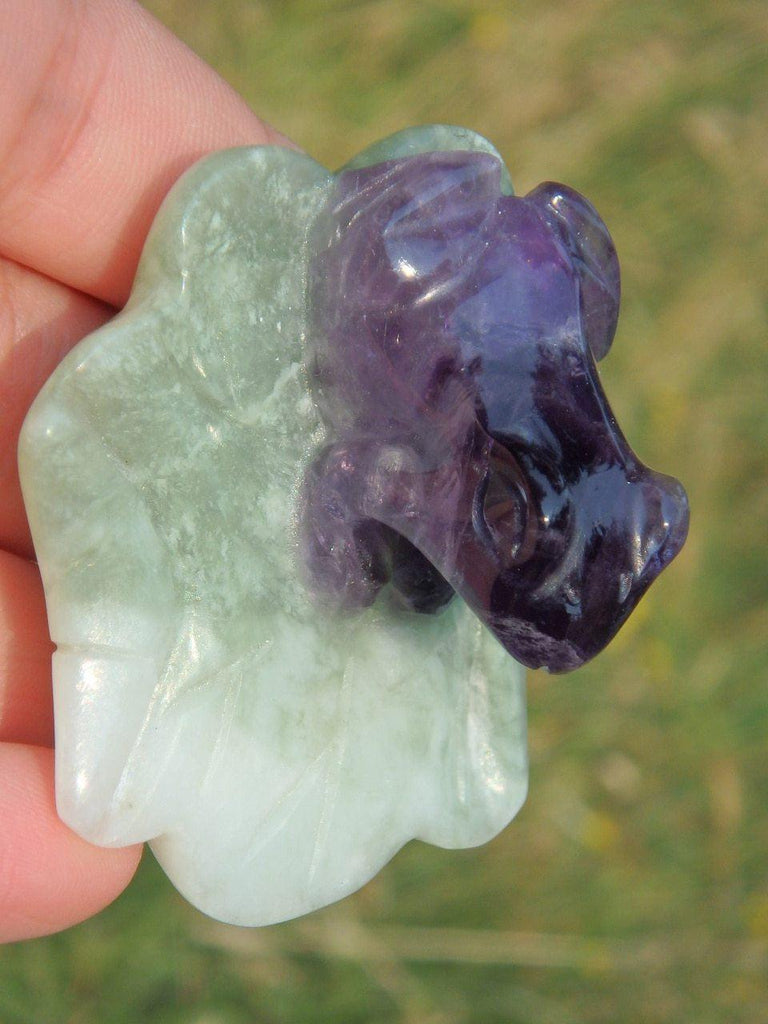 Adorable Fluorite Frog on Green Jade Lily Pad Display Specimen 5 - Earth Family Crystals