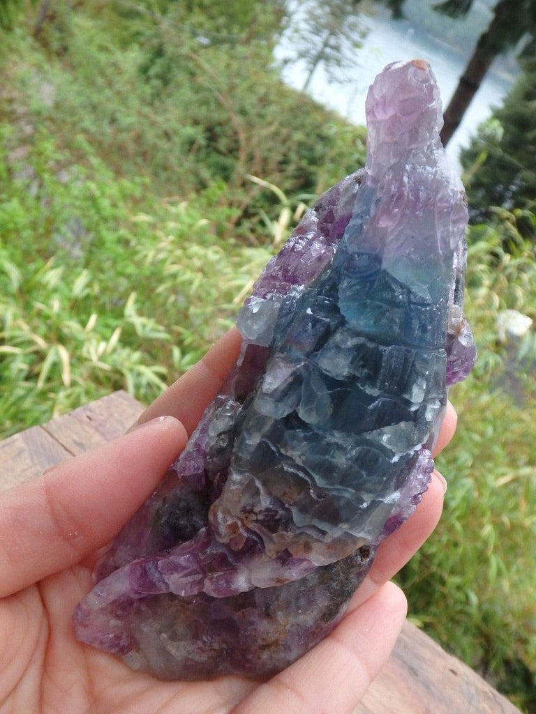 Gorgeous Intricately Carved Rainbow Fluorite Crocodile Display Specimen - Earth Family Crystals