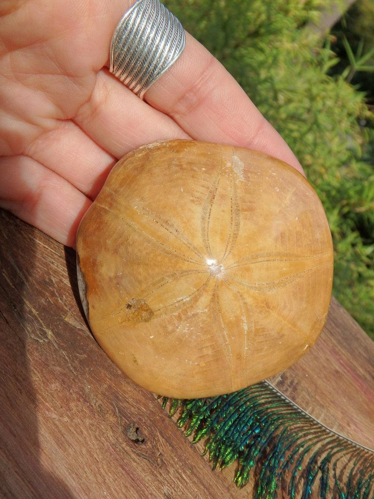 Unique Sea Urchin Fossil Specimen - Earth Family Crystals