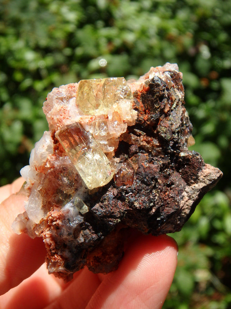 Shiny & Vibrant Golden Apatite Points Nestled in Matrix From Mexico - Earth Family Crystals