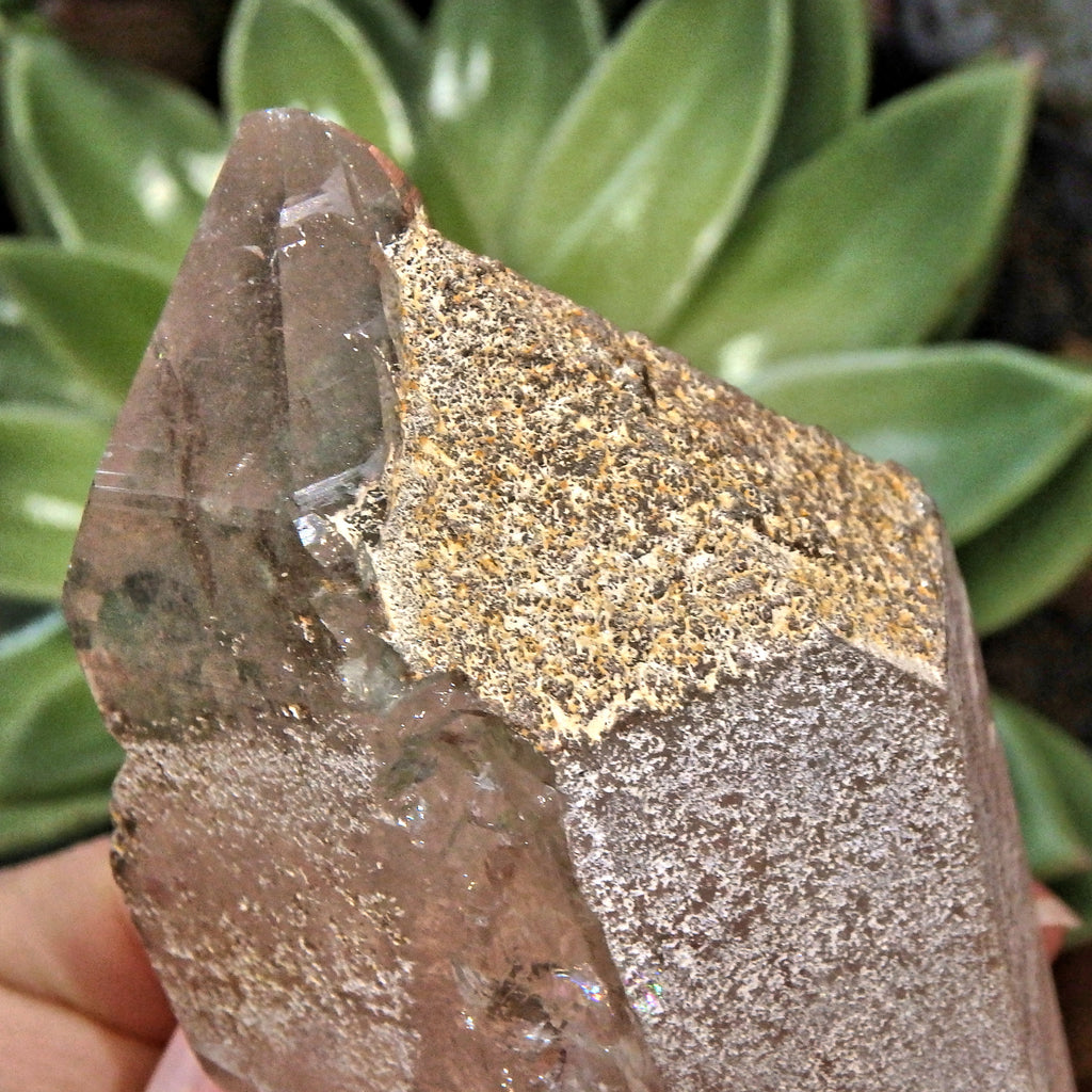Reserved for Karen S One of a Kind Large Samadhi Himalayan Quartz Point With Self Healing - Earth Family Crystals