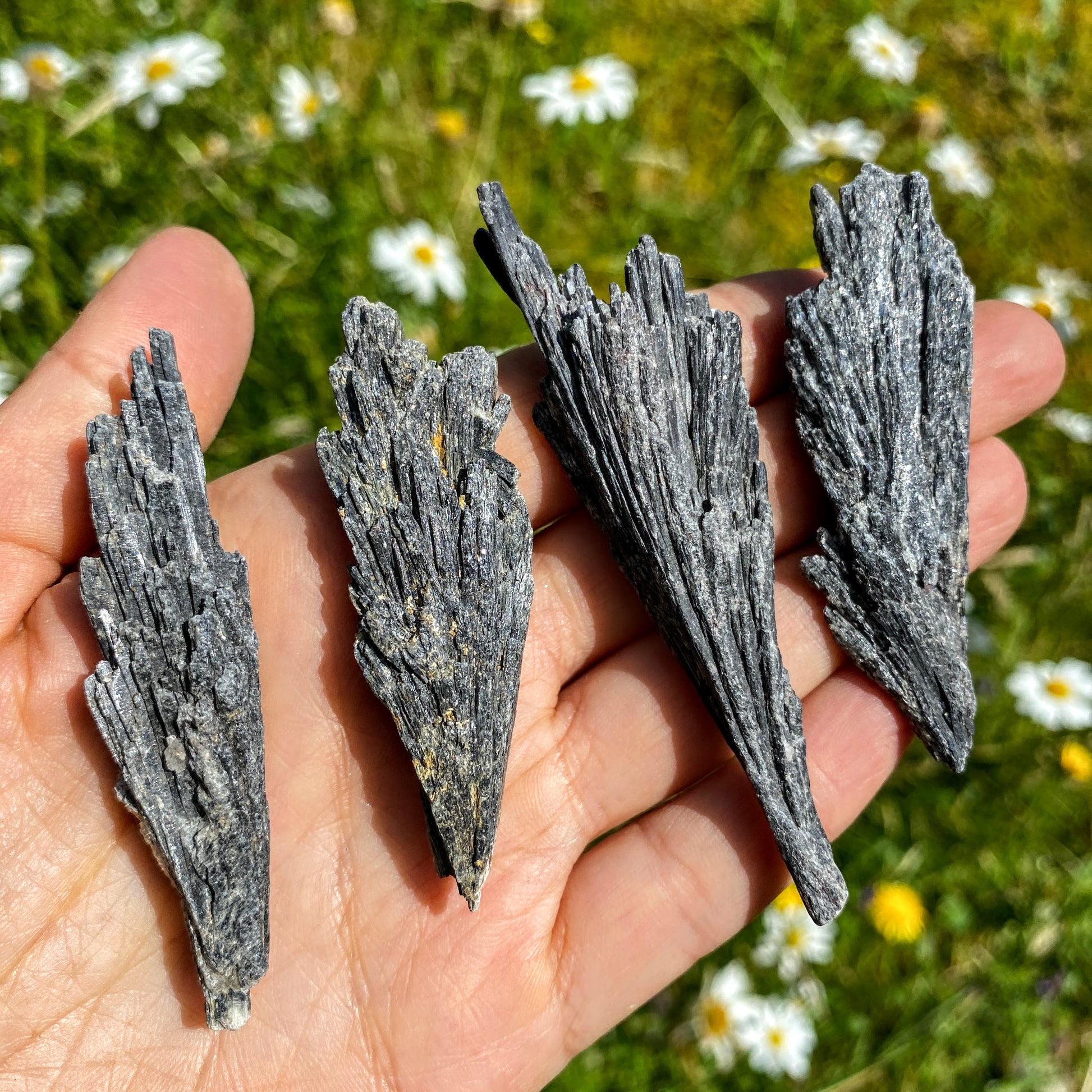 ONE Natural  Black Kyanite Fan Specimen - Earth Family Crystals