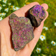 Set of 2~Natural Raw Peacock Ore (Bornite)  Specimen - Earth Family Crystals