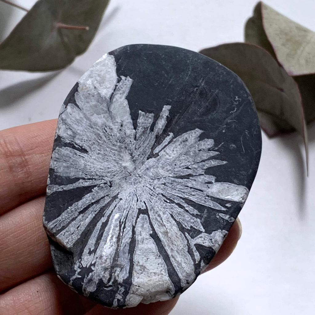 Stunning Complete Flower Natural Chrysanthemum Stone Specimen #3 - Earth Family Crystals
