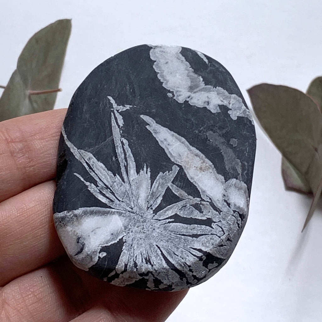 Unique Flower Natural Chrysanthemum Stone Specimen #5 - Earth Family Crystals