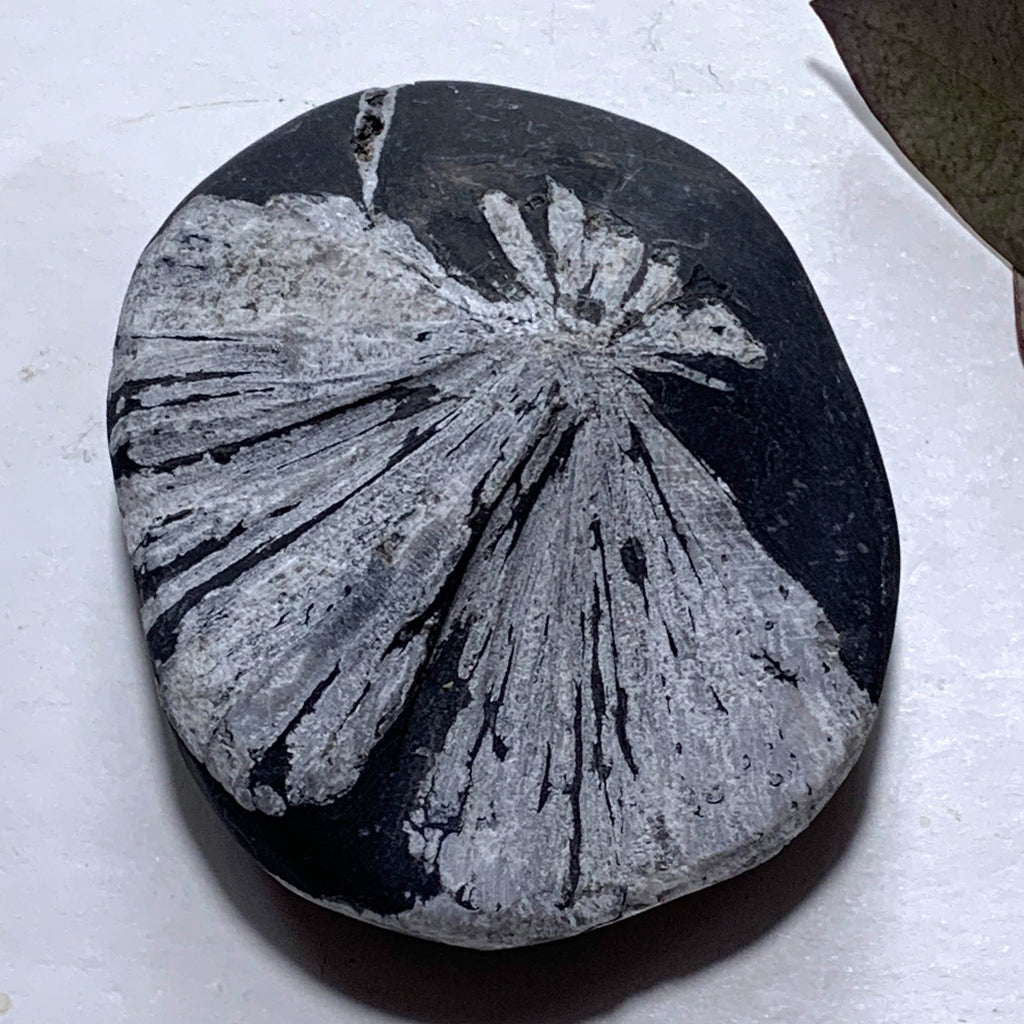 Unique Flower Natural Chrysanthemum Stone Specimen #6 - Earth Family Crystals