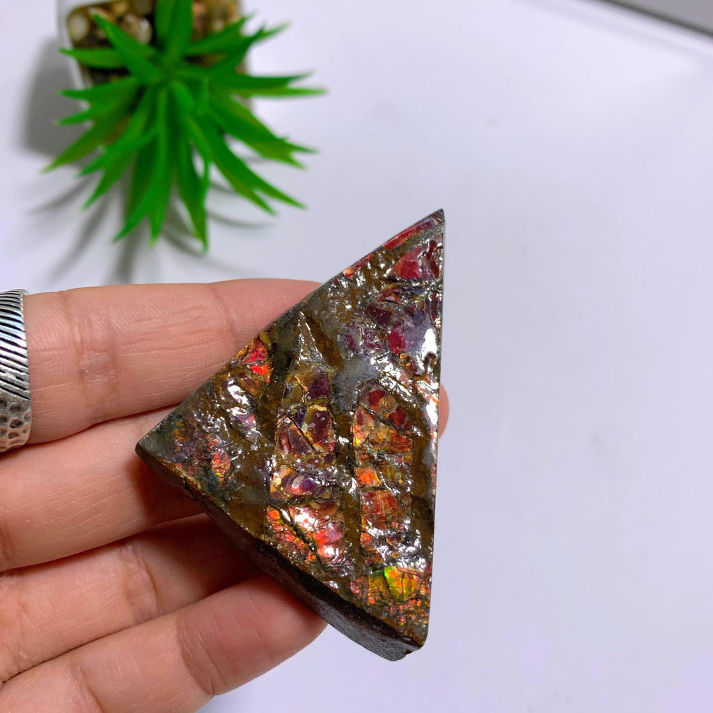 Alberta Ammolite Fossil Free Form Hand Held Specimen #1 - Earth Family Crystals