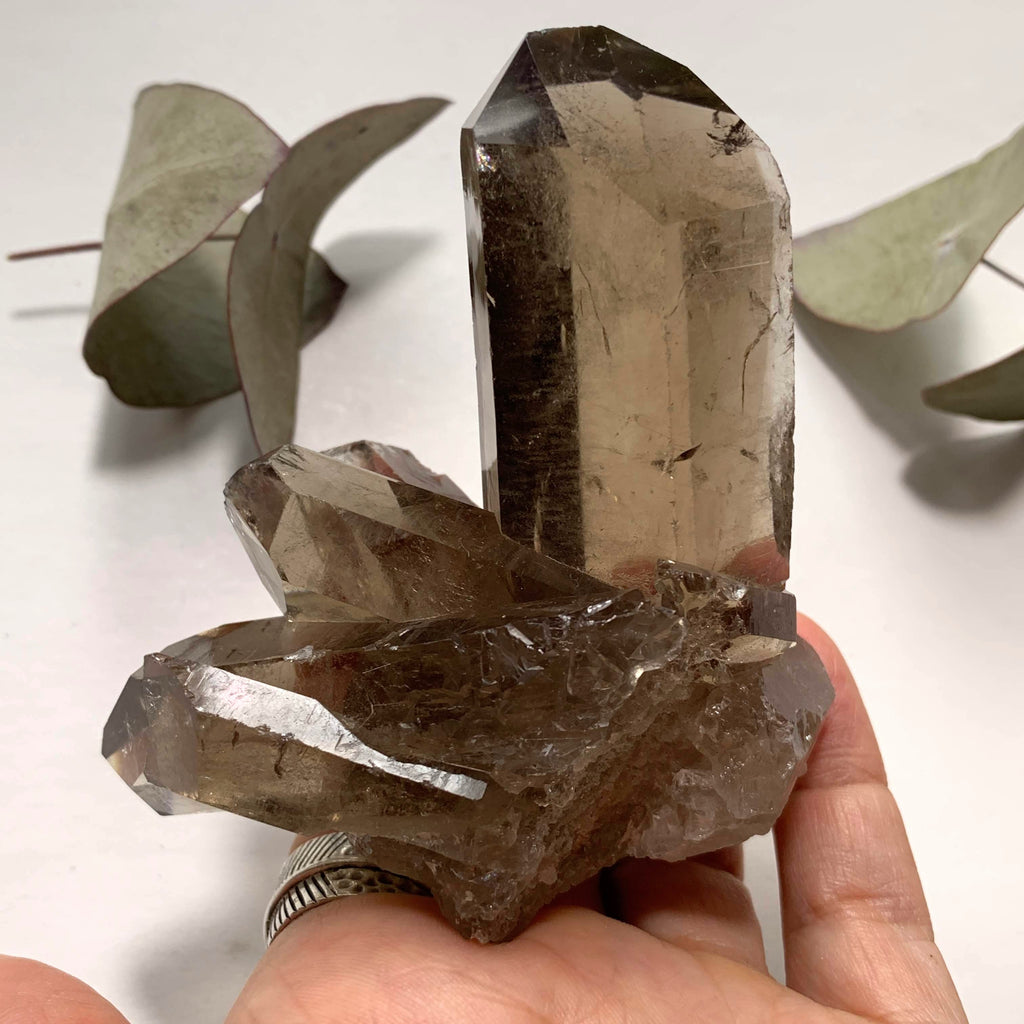 Natural Gemmy Rutilated Smoky Quartz Large Cluster From Brazil - Earth Family Crystals