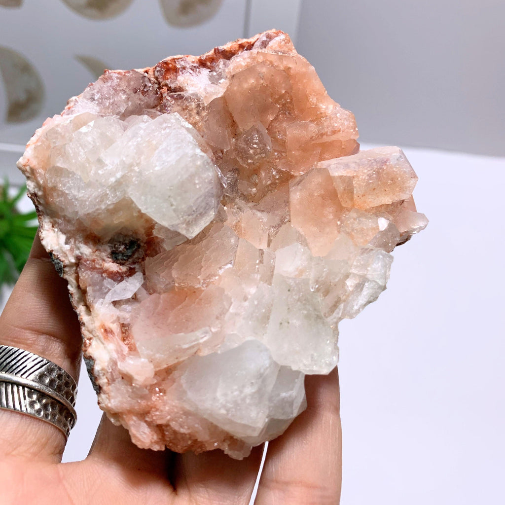 Clear & Pink Apophyllite Crystal Specimen~Locality India - Earth Family Crystals