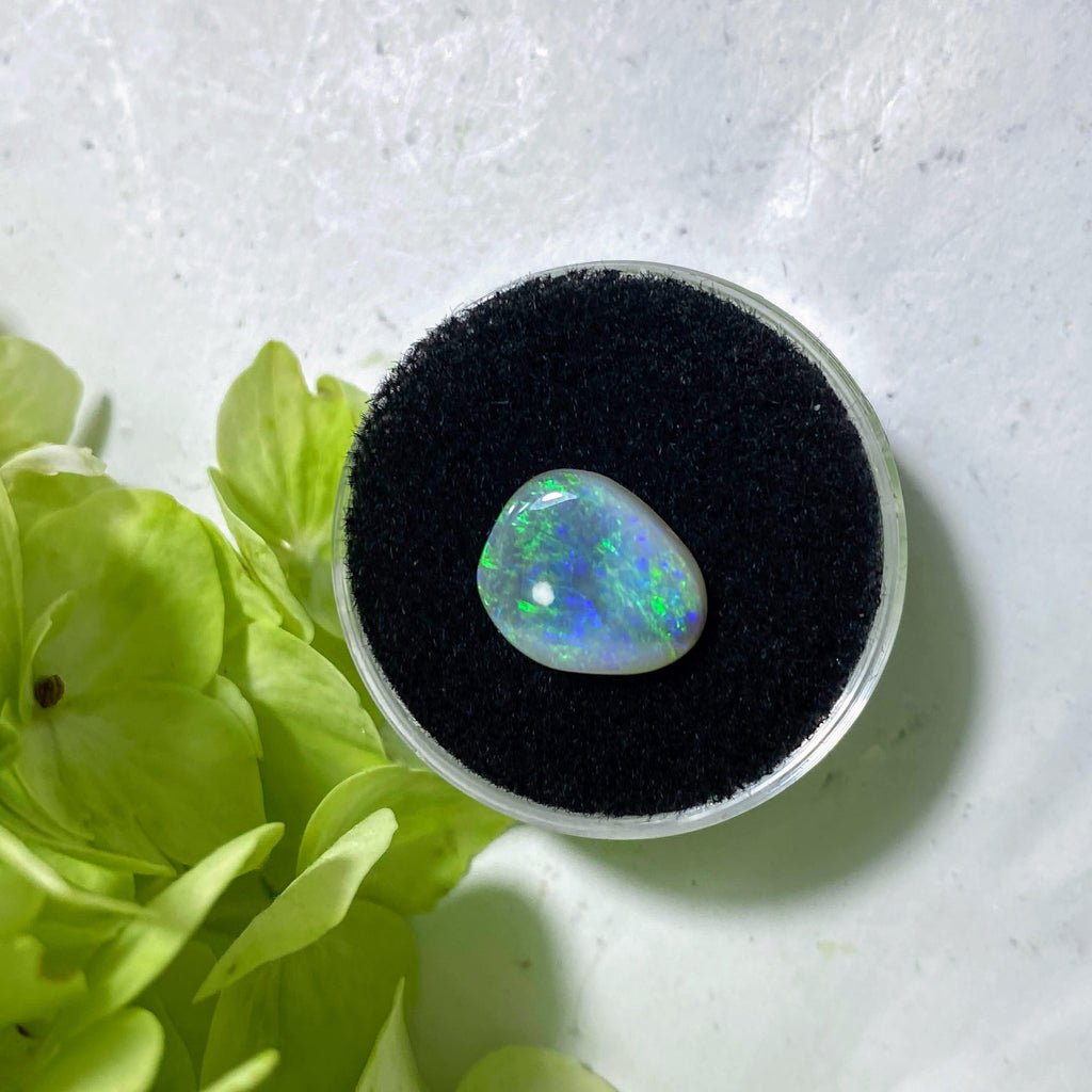 Very Rare! Black Australian Lightning Ridge Boulder Opal Dainty Cabochon In Collectors Box - Earth Family Crystals