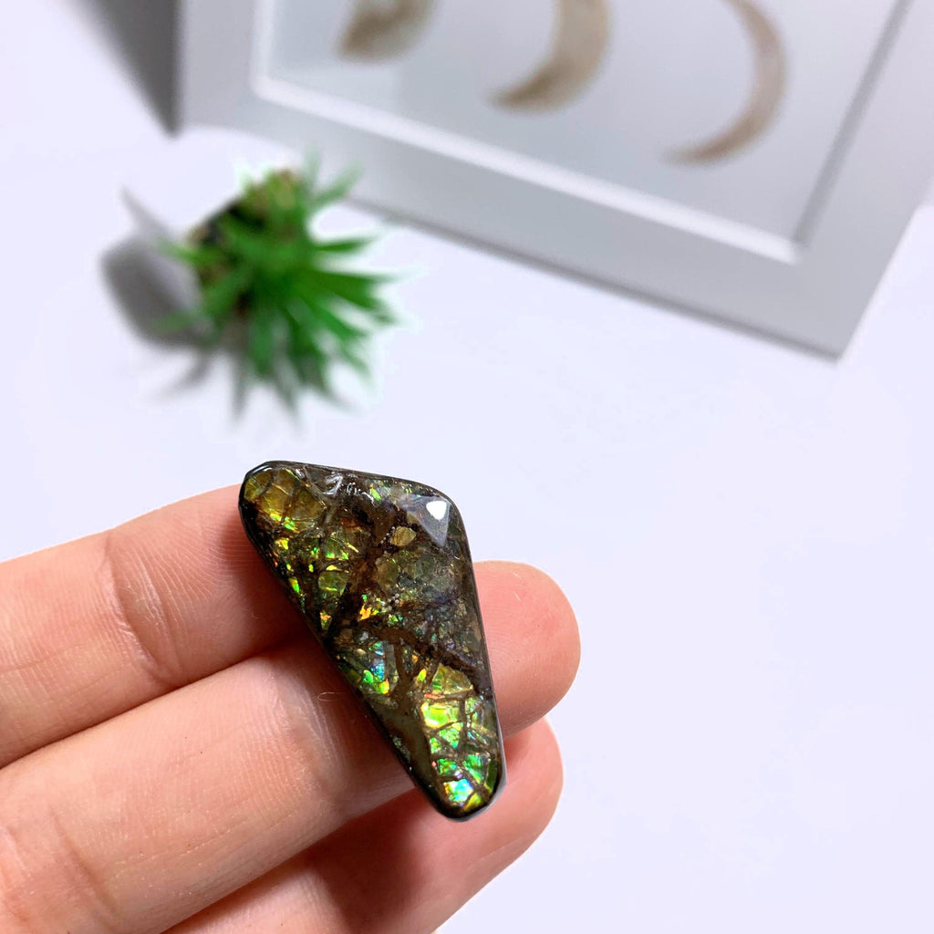 Ammolite Cabochon From Alberta ~Ideal for Crafting #3 - Earth Family Crystals