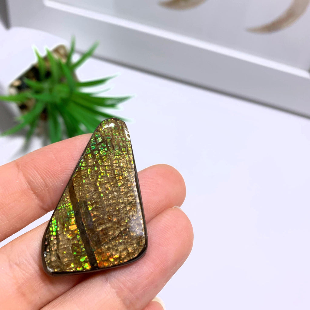 Ammolite Cabochon From Alberta ~Ideal for Crafting #4 - Earth Family Crystals