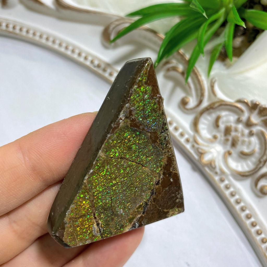 Genuine Alberta Ammolite Fossil Free Form Hand Held Specimen - Earth Family Crystals