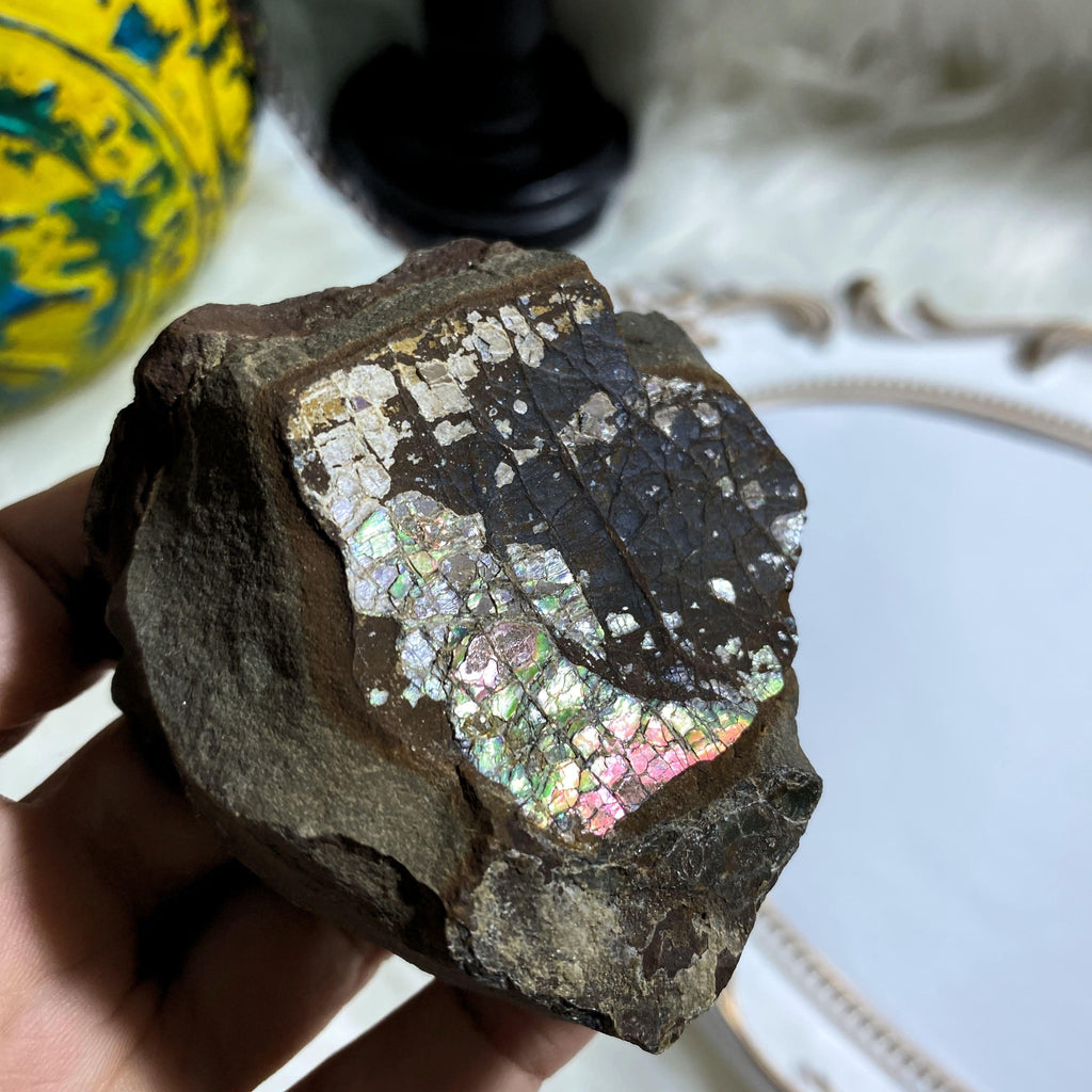 Genuine Unpolished Natural Alberta Ammolite Fossil Free Form Specimen - Earth Family Crystals